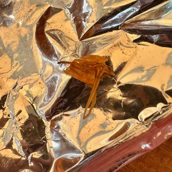 Ruffles Ketçaplı Cips Paketinden Böcek Çıkması Nedeniyle Yaşanan Rahatsızlık