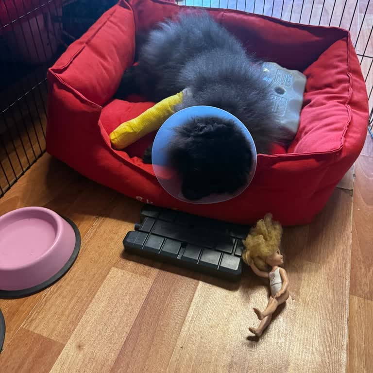 Fatih Hayvan Hastanesinde Fahiş Tedavi Ücretleri Ve Güven Sarsıcı Uygulamalar