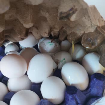 Kırık Yumurta Teslimatı Sonrası Müşteri Hizmetlerinden Dönüş Alamadım