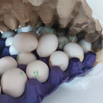 Kırık Yumurta Teslimatı Sonrası Müşteri Hizmetlerinden Dönüş Alamadım