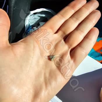 Dardanel Sandviçten Taş Çıkması Ve Müşteri Hizmetlerinden Dönüş Alamama