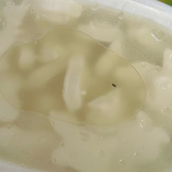 Peynirin İçinde Sinek Buldum Hijyen Ve Sağlık Konusunda Endişeliyim