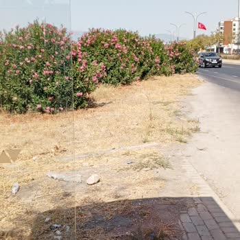 Ulukent Trafo Durağında Zakkumlar Yüzünden Otobüsleri Göremiyoruz Güvenli Geçiş Yok