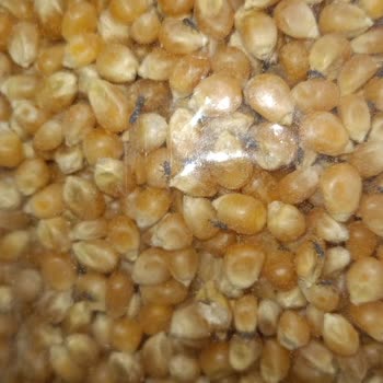 Aldığım Cin Mısırın İçinden Böcek Çıktı Hijyen Denetimi İstiyorum