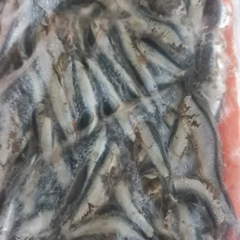 Sipariş Edilen Hamsinin Eksik Ve Kalitesiz Teslim Edilmesi