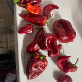 Migros Hemen Siparişimde Küflü Ve Bozuk Ürün Teslimatı, İlgisiz Çalışanlar