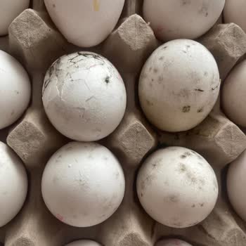 Kırık Ve Küflü Yumurta Teslimatı Sonrası İade Talebim Reddedildi