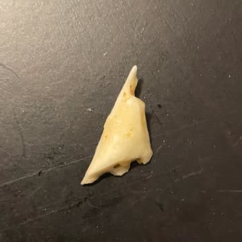 Bolca Hindi Sote Ürününde Sert Kemik Parçası Ve Geri Dönüş Eksikliği