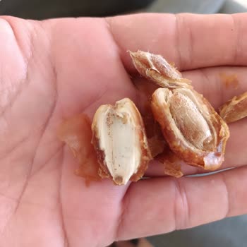 Aldığım Hurmaların Çoğu Kurtlu Çıktı, Müşteri Hizmetlerine Ulaşamıyorum