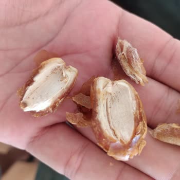 Aldığım Hurmaların Çoğu Kurtlu Çıktı, Müşteri Hizmetlerine Ulaşamıyorum