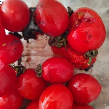 Migros Hemen'den Çürük Ve Küflü Domates Teslimatı, Müşteri Talebine Dönüş Yapılmadı