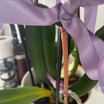 Hediye Orkide Kısa Sürede Kurudu Mağduriyetimin Giderilmesini İstiyorum