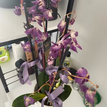 Hediye Orkide Kısa Sürede Kurudu Mağduriyetimin Giderilmesini İstiyorum