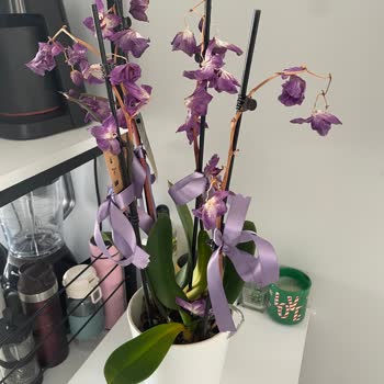 Hediye Orkide Kısa Sürede Kurudu Mağduriyetimin Giderilmesini İstiyorum