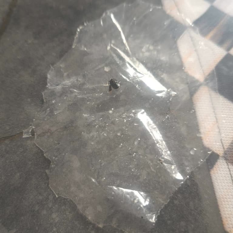 @guneydogu_peynircisi Gönderilen Peynirden Böcek Çıktı!