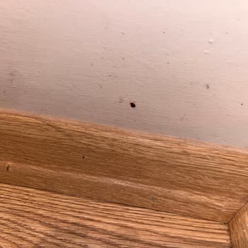 Otel Odasında Böcekler Ve Eksik İade Nedeniyle Mağduriyet Yaşadım