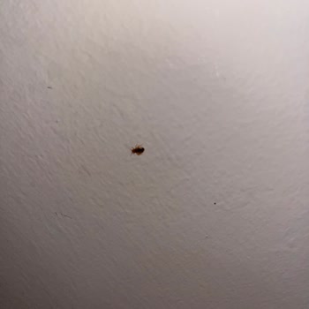 Otel Odasında Böcekler Ve Eksik İade Nedeniyle Mağduriyet Yaşadım