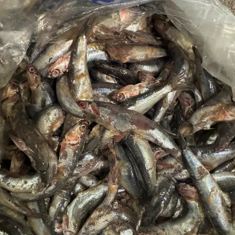 Balıkçıdan Aldığım Hamsiler Bayat Ve Ezik Çıktı Değişim Yapıldı