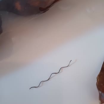 Cevizli Sucukta Tel Çıkması Çocuğumun Sağlığını Riske Attı