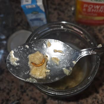 Konserveden Kurt Çıkması Hijyen Ve Sağlık Endişesi Yarattı