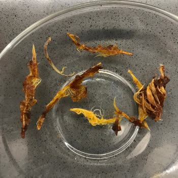 Aldığım Tavukta Kalın Tüyler Ve Kırık Kemikler Büyük Hayal Kırıklığı Yaşattı