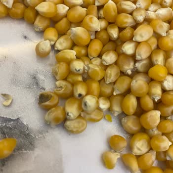 Organik Mısırda Küf Şoku: Sağlığımız Tehlikede