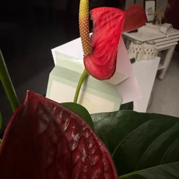 Sipariş Edilen Çiçek Görselden Farklı Ve Hasarlı Geldi