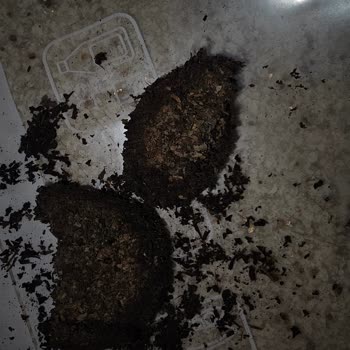 Çaykur Tiryaki Çayında Küf Ve Topaklanma Şoku!