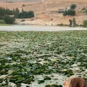 Tarım Ve Orman Bakanlığı Hatay Kırıkhan Adalar Gölü'nün İhmali Ve Yok Olma Tehlikesi!