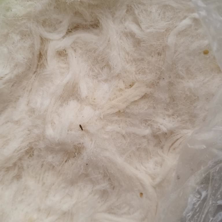 Kapalı Ambalajda Satın Alınan Pişmaniyede Böcek Şoku