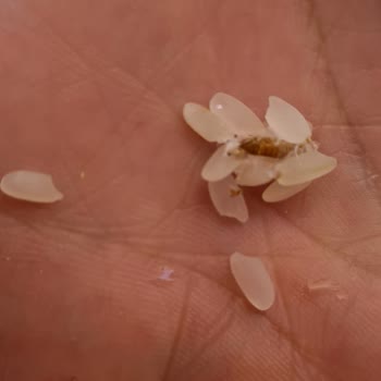 Aldığım Pirinçte Güve Ve Ağ: İade Ve Satışın Durdurulmasını Talep Ediyorum