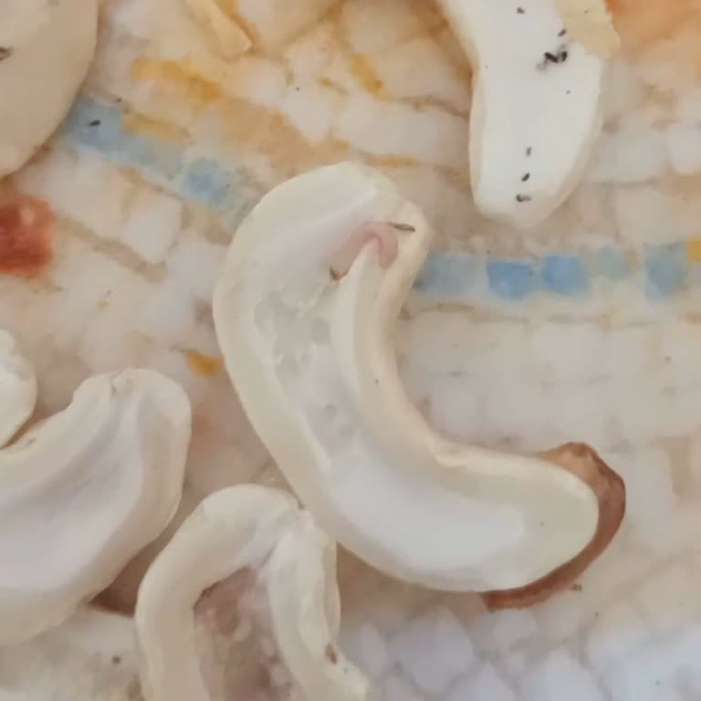 Aldığım Kuruyemişte Kurt Çıkması Ve Geri Dönüş Alamama Sorunu