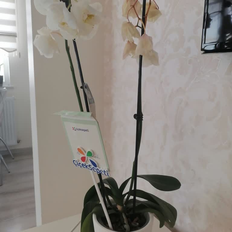 Evlilik Yıldönümümüzde Aldığımız Orkide Kısa Sürede Soldu, Çözüm Sunulmadı