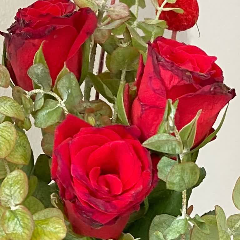 Çiçek Sepeti Siparişimde Solmuş Ve Siyahlaşmış Güller Gönderildi, Tazelik Beklerken Hayal Kırıklığı!