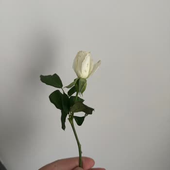 Sipariş Edilen Buketin Boyutu Beklentiyi Karşılamadı