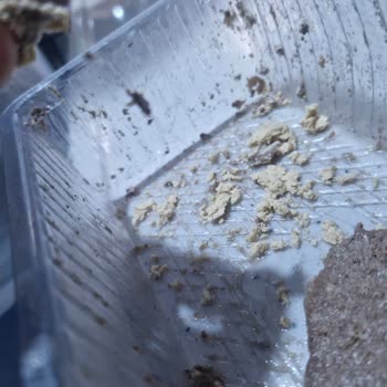 Torku Kakaolu Helvada Saç Çıkması Ve İade Talebi