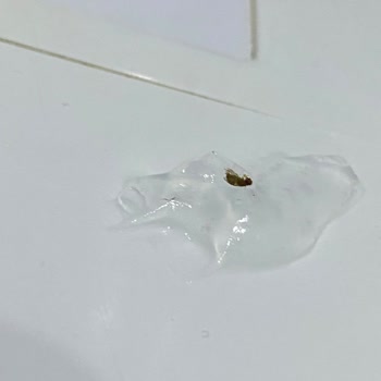 Aldığım İntim Jel Ürününden Böcek Çıkması Ve Açıklama Talebim