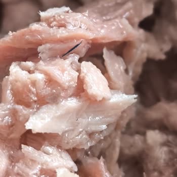 Derya Ton Balığı İçinden Plastik Parça Çıkması Ve Gıda Güvenliği Endişesi