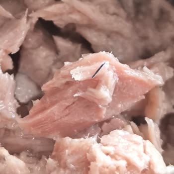 Derya Ton Balığı İçinden Plastik Parça Çıkması Ve Gıda Güvenliği Endişesi