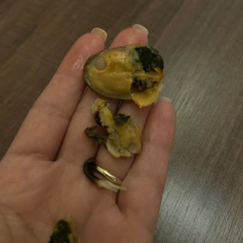 Temizlenmemiş Midye Satışı Sağlığımızı Tehdit Ediyor