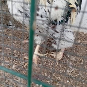 Kent Ormanında Güvercinlere Ve Yaralı Hayvanlara İlgisizlik