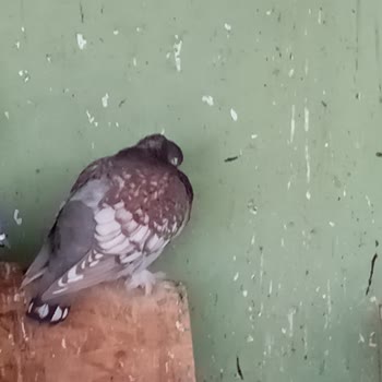 Kent Ormanında Güvercinlere Ve Yaralı Hayvanlara İlgisizlik