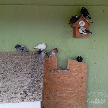 Kent Ormanında Güvercinlere Ve Yaralı Hayvanlara İlgisizlik