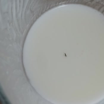 Dost Ayranın İçinden Sinek Çıktı, Hayal Kırıklığı Yaşadık