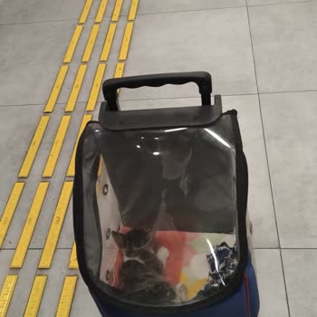 Yaralı Sokak Kedisine Yeterli Destek Sağlanmadı Ve Yüksek Ameliyat Ücreti Talep Edildi