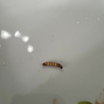 Aldığım Türk Kahvesinden Kurt Çıktı, Geri Dönüş Ve Telafi Bekliyorum