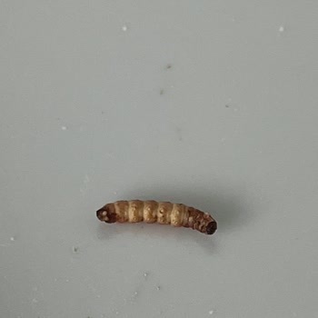 Aldığım Türk Kahvesinden Kurt Çıktı, Geri Dönüş Ve Telafi Bekliyorum