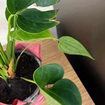 Sipariş Ettiğim Bitki Solmuş Ve Eksik Geldi, Kupon Çözümü Yetersiz