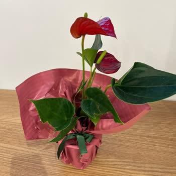 Sipariş Ettiğim Bitki Solmuş Ve Eksik Geldi, Kupon Çözümü Yetersiz