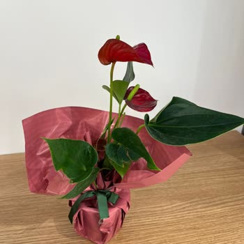 Sipariş Ettiğim Bitki Solmuş Ve Eksik Geldi, Kupon Çözümü Yetersiz